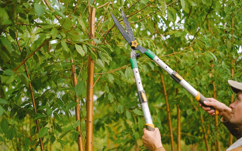 Tree trimming in Wadena, IA